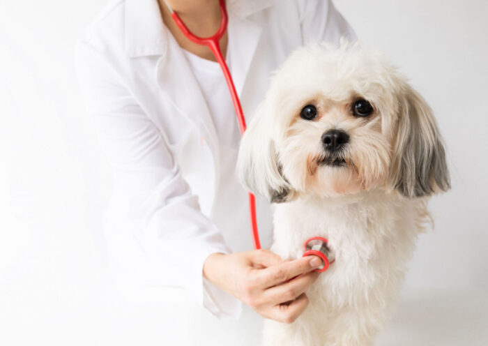 The Crucial Role Of Veterinary Hospitals In Pet Health And Well Being