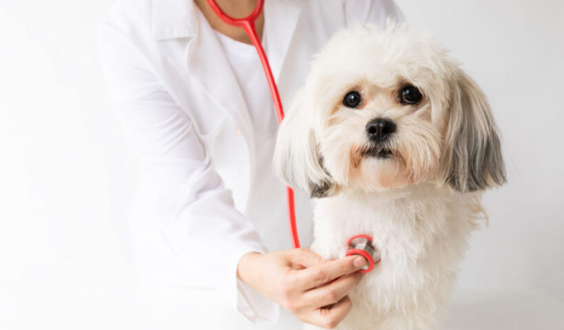 The Crucial Role Of Veterinary Hospitals In Pet Health And Well Being