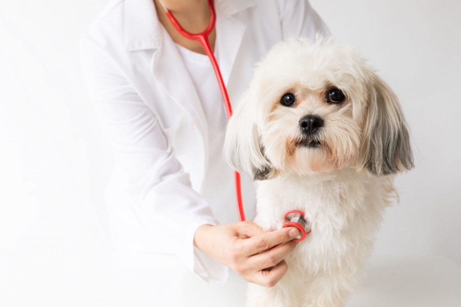 The Crucial Role Of Veterinary Hospitals In Pet Health And Well Being