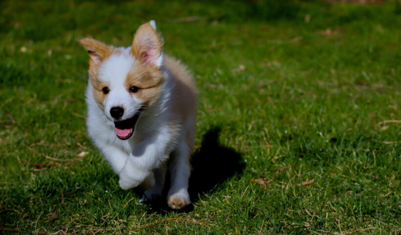 Keeping Your Corgi Active Essential Exercise Routines for Every Stage of Life