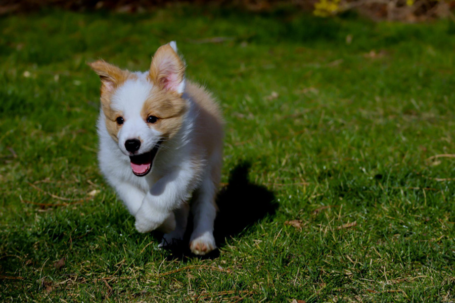 Keeping Your Corgi Active Essential Exercise Routines for Every Stage of Life